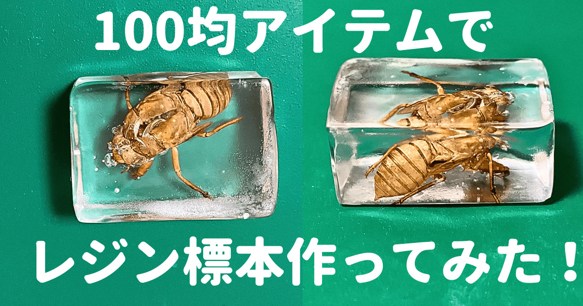 100均】レジン標本(樹脂標本)の作り方！