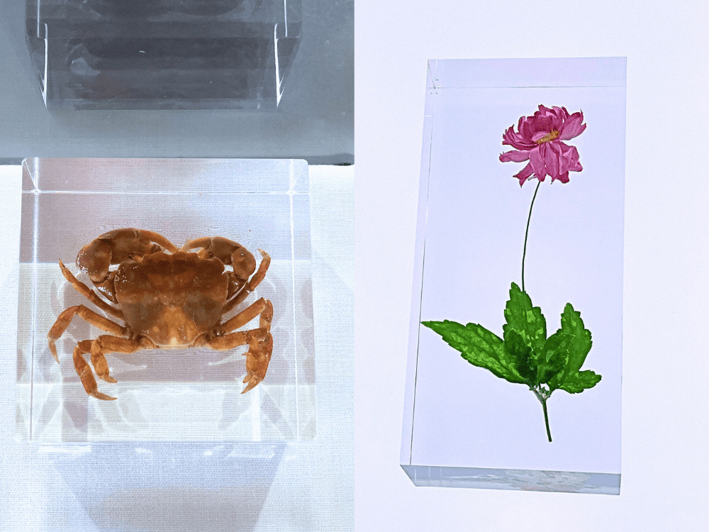 【100均】レジン標本(樹脂標本)の作り方!